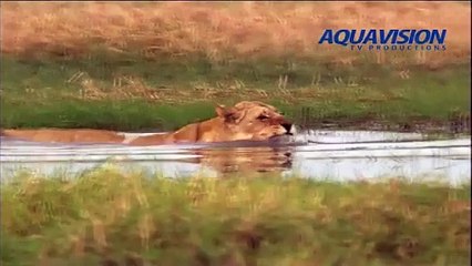 Swamp Lions | movie | 2010 | Official Trailer