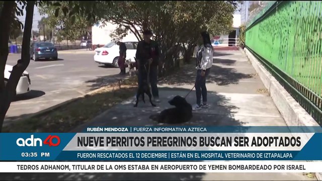 Perritos peregrinos rescatados de la Basílica de Guadalupe buscan ser adoptados
