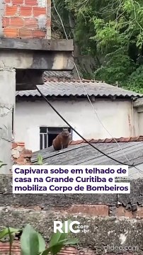 Capivara no telhado de casa surpreende moradores e mobiliza bombeiros no Paraná