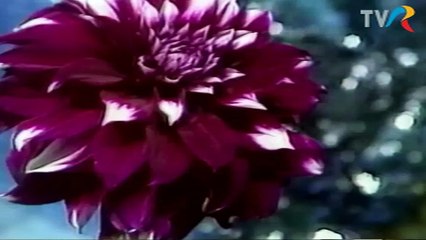 Sofia Vicoveanca - Asta-i hora mare (arhiva TVR)