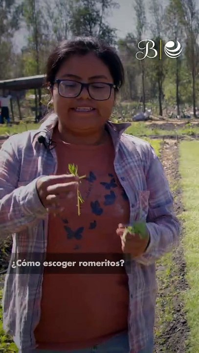 ¿Cómo escoger romeritos?