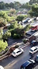 Il video dell'albero caduto in via Lanza di Scalea a Palermo
