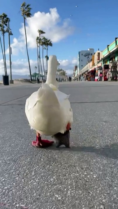 Naughty Ducky walking on the street