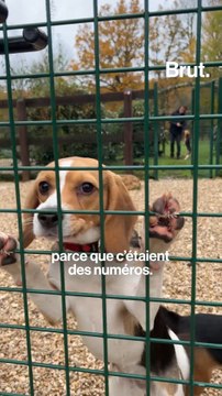 Pour la première fois, ces chiens vont goûter à la liberté