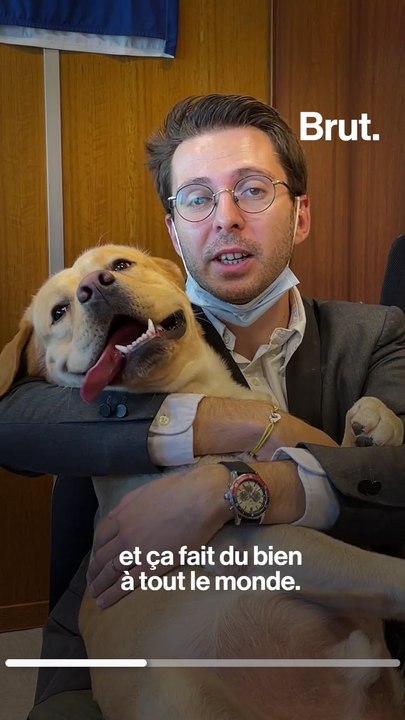 À la mairie de Grenoble, on peut venir travailler avec son chien