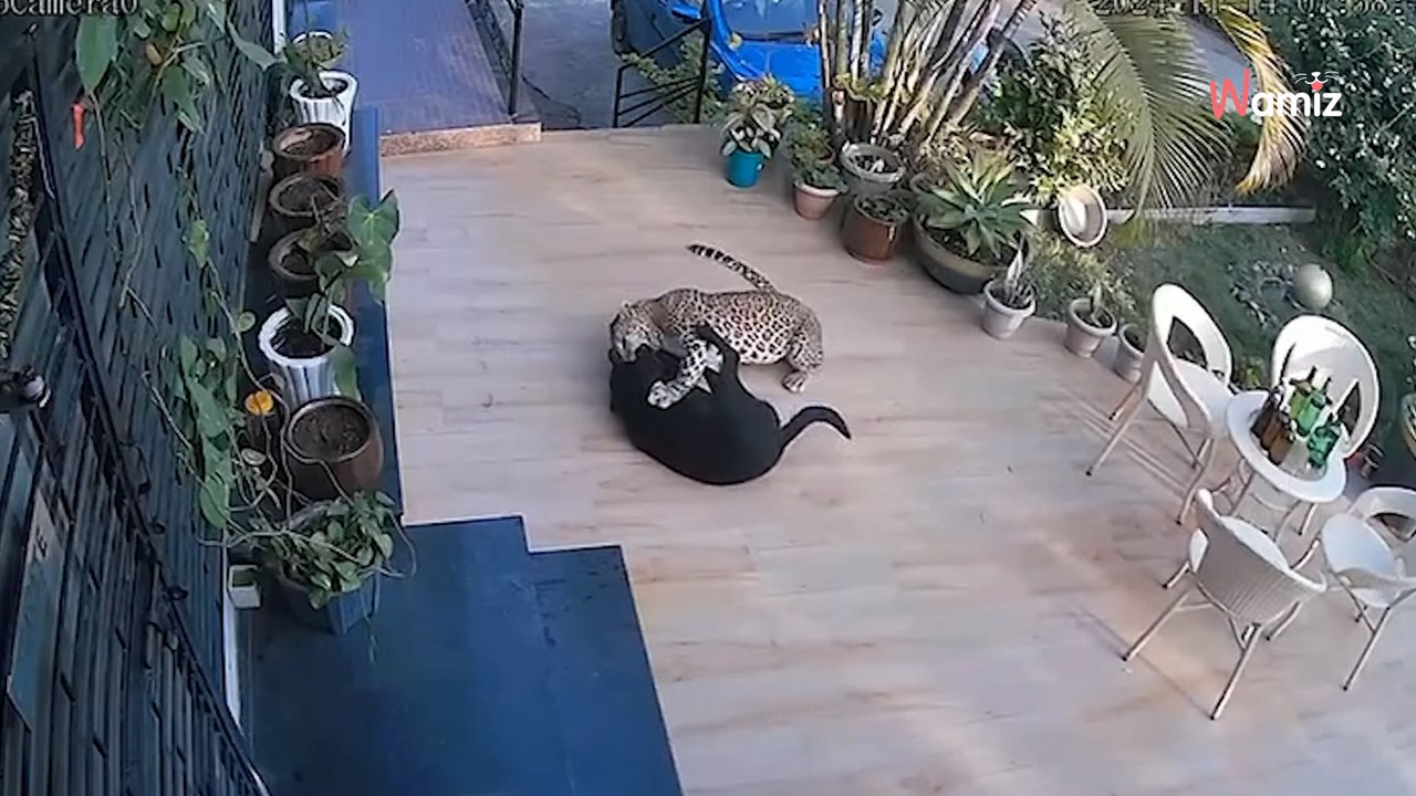 Camera captures Labrador outside house when leopard suddenly attacks