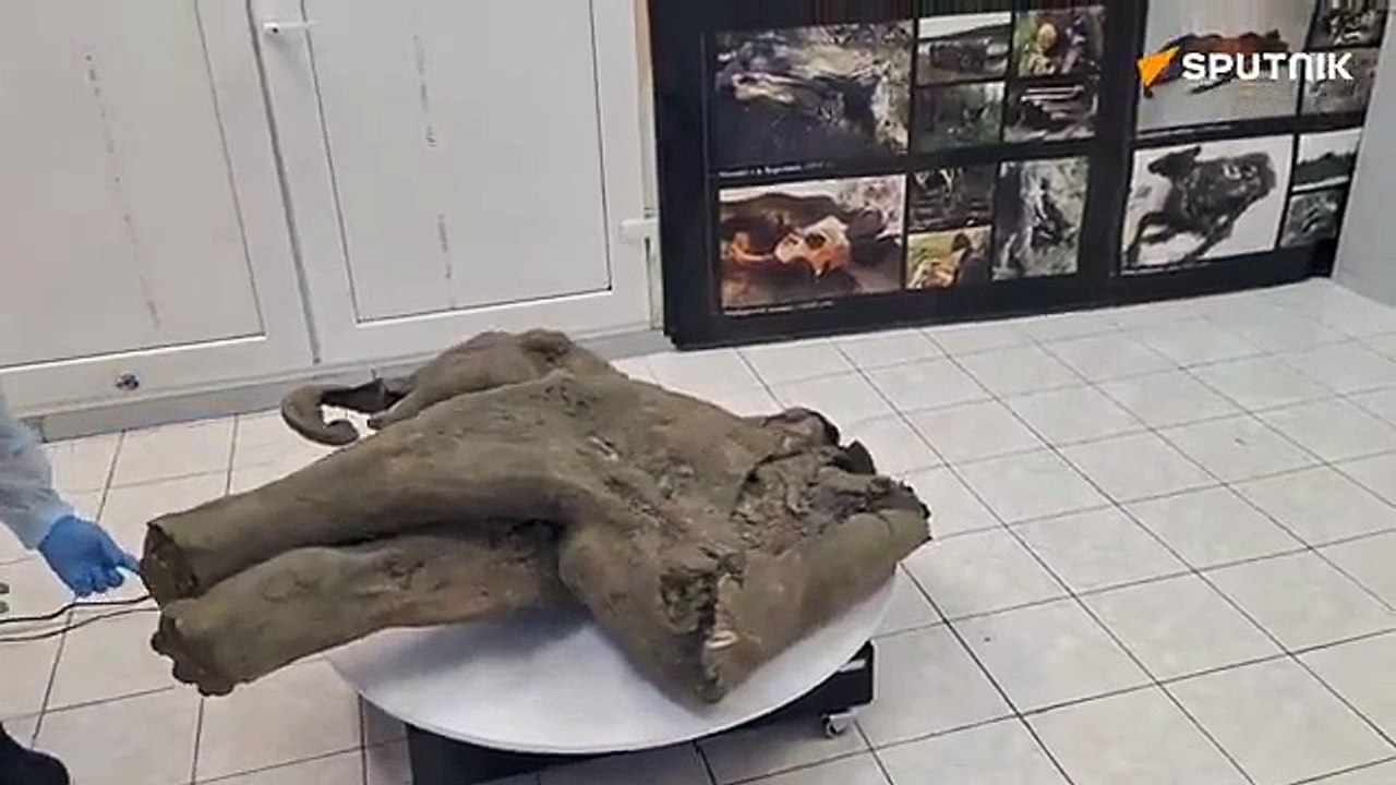 Bebe Mamut