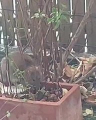 Des rats à La Rochelle au domicile d'une personne âgée quartier Saint Eloi