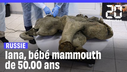 Un mammouth presque intact de 50.000 ans présenté en Russie