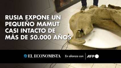 Rusia expone un pequeño mamut casi intacto de más de 50.000 años