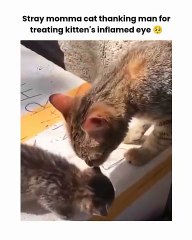 🐾 Ready to dive into the adorable world of cats? 🌟 In this must-watch vid