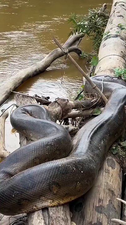 Anaconda