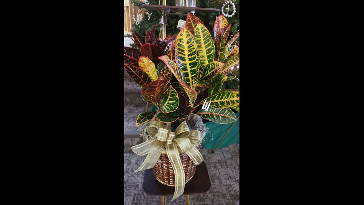 Flowers and Cards for Pickle Snyder