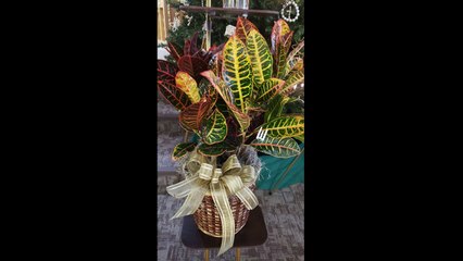 Flowers and Cards for Pickle Snyder