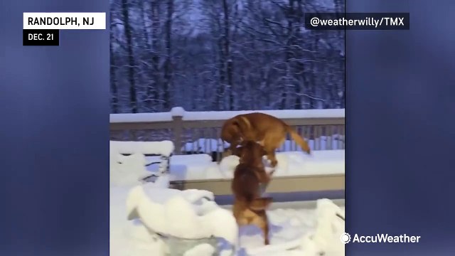 Dogs and cats have a blast in fresh December snow