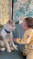 My Baby & Husky Puppy Becoming Best Friends!😭💖. #shorts