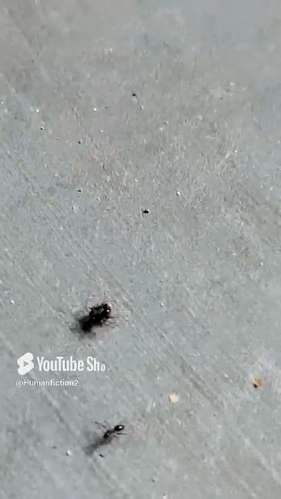Ant fight #viralshort #trendingshorts #antfight #amazing