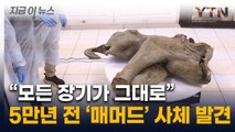 5만 년 전 빙하기 당시 모습 그대로...'아기 매머드' 놀라운 보존 상태  [지금이뉴스] / YTN