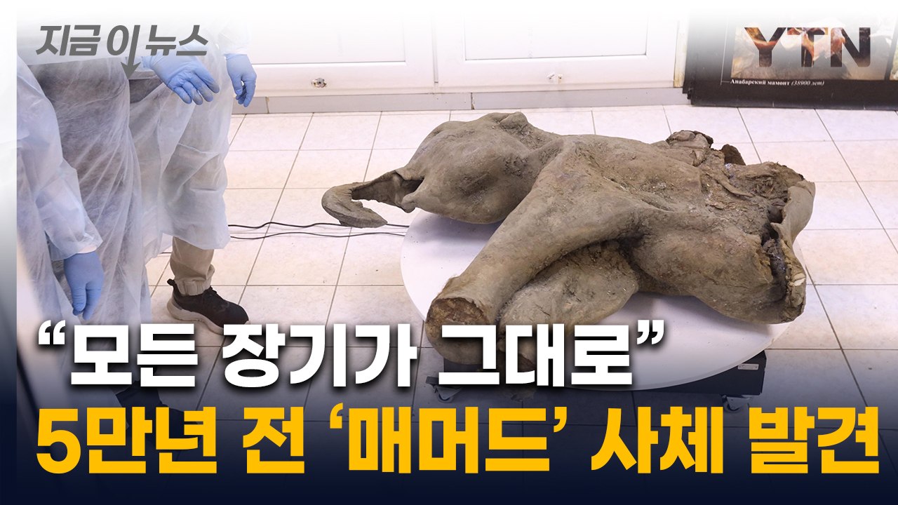5만 년 전 빙하기 당시 모습 그대로...'아기 매머드' 놀라운 보존 상태  [지금이...