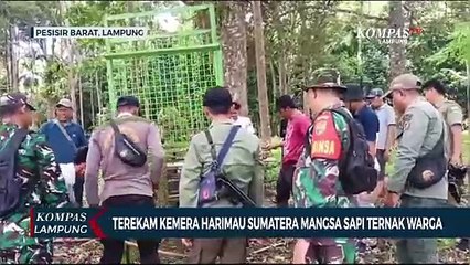 Terekam Kamera, Harimau Sumatera Mangsa Sapi Ternak Warga