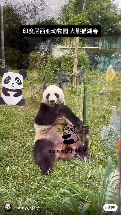 印度尼西亚动物园 大熊猫湖春 湖春最近跟彩陶约会。湖春肚子剃毛毛是为了检查是否怀孕。希望今年彩陶湖春能自己后代！#萌到爆炸了💥 #大熊猫湖春#大熊猫彩陶 最近造谣印度尼西亚湖春 彩陶 请绕道！#大熊猫 #神奇的动物在抖音 - 小红书