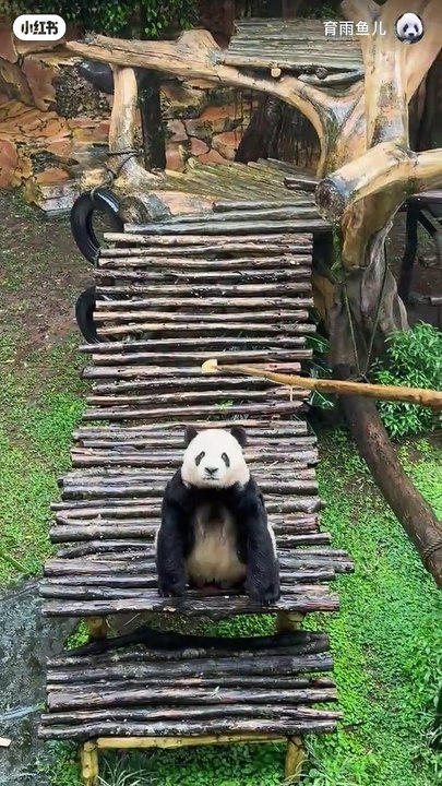 看彩陶钓猫吃窝头～ - 小红书