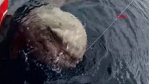 Balıkçının oltasına 1 tonluk ay balığı takıldı! O anlar kamerada