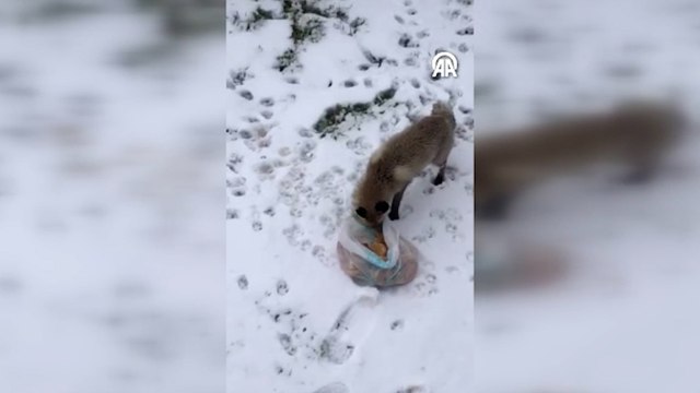 BOLU - Tilkinin bahçeye bırakılan ekmekleri çukura gömmesi cep telefonuyla kaydedildi