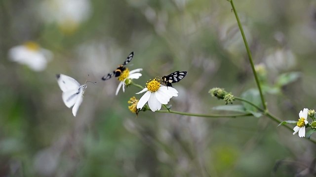 Surah Yasin (Yaseen) | Quran Tilawat Beautiful Voice