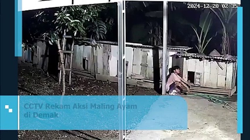 CCTV Rekam Aksi Maling Ayam di Demak