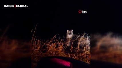 Park halindeki aracın etrafında dakikalarca dolaştığı anlar şoke etti