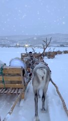 Découvrez le Nouveau Polar Express : Une Aventure Magique en Vue ! ✨
