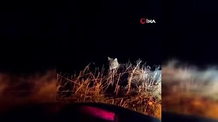 İlginç anlar! Çakal aracın etrafında böyle dolaştı
