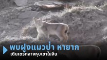 พบฝูงแมวป่า หายาก เดินเตร่กลางหุบเขาในจีน