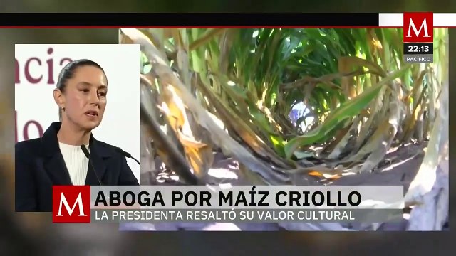 Presidenta Sheinbaum impulsa prohibición del maíz transgénico desde la Constitución