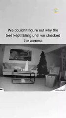 Cats are working around the clock