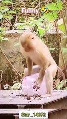Pet and animals😛  #Funny  #funnyanimals  #funnyvideo #shorts #monkey  @Star_14672