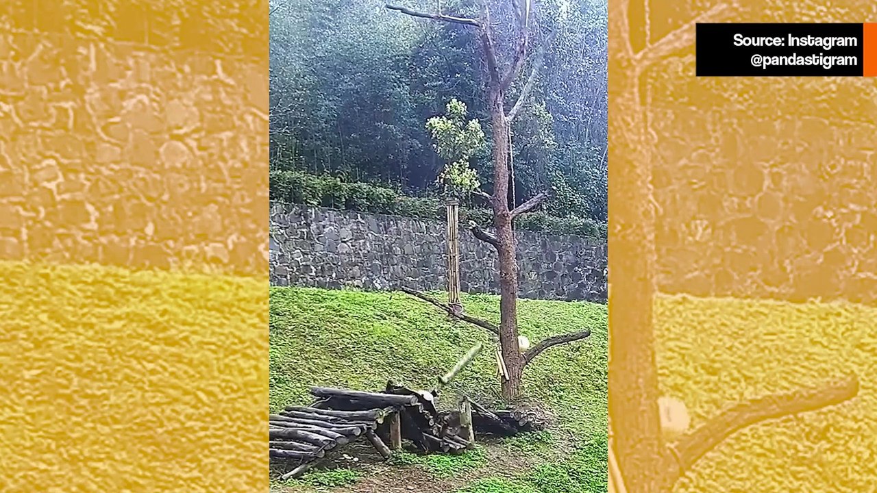 Hulvaton video näyttää, kuinka pandat yrittävät tulla sukupuuttoon