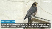 Un nichoir pour faucons pèlerins à la cathédrale de Troyes