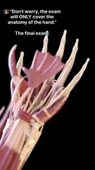 hand - muscles - visualization