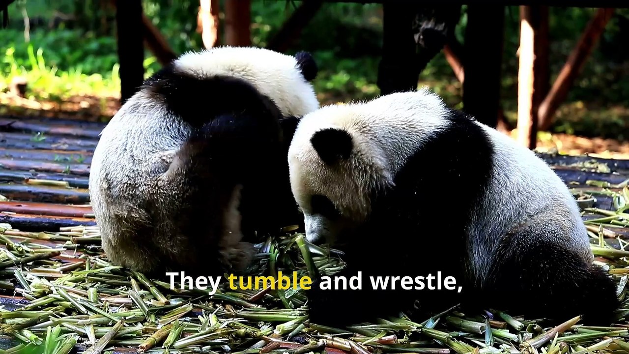Incredible Panda Facts, Secrets of Nature’s Playful Giants!