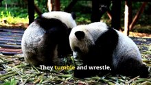 Incredible Panda Facts, Secrets of Nature’s Playful Giants!