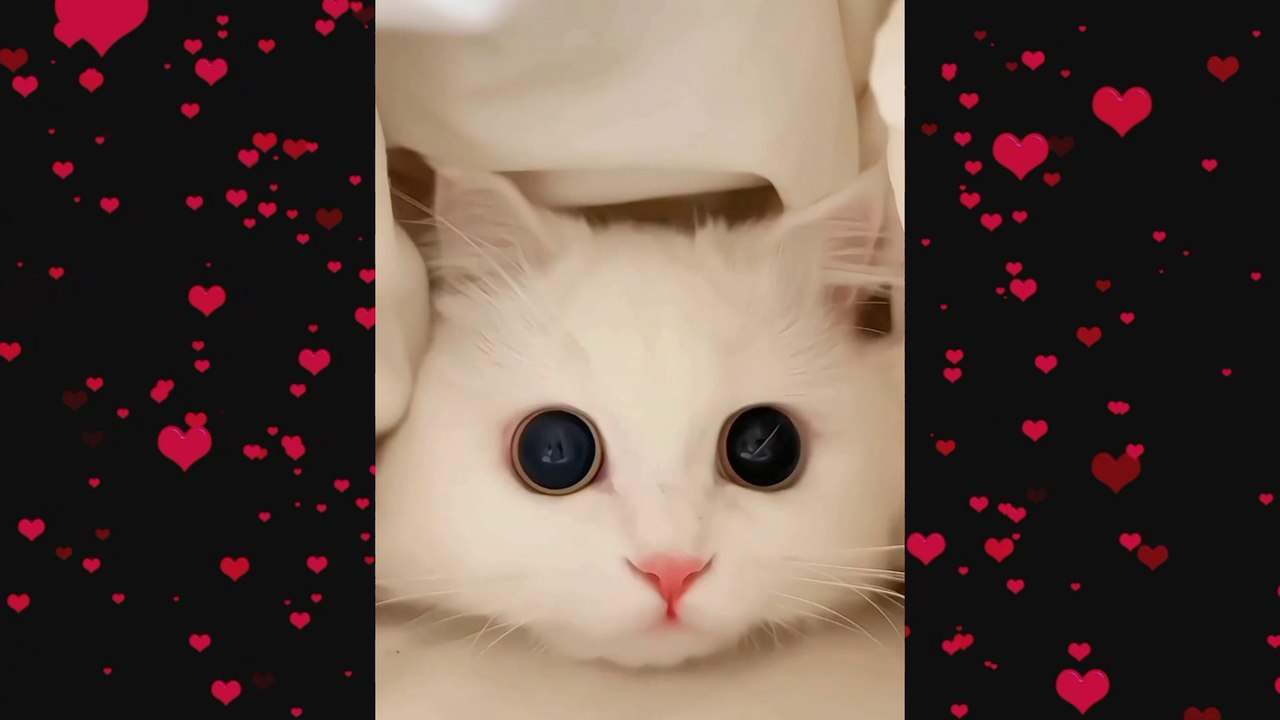 Cute Cat Complication 😍😻 | Short Video