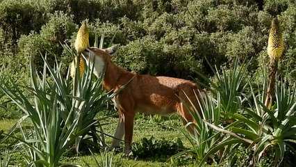 Esta es la primera vez que se graba a un lobo etíope alimentándose de miel