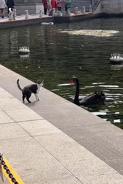 West cute animals 2024😂 #cutespets #cute #animals #shorts #cuteanimals