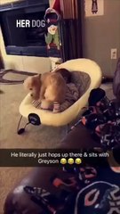 This dog and baby are best friends 👏❤️