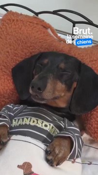 Les risques des effets de mode pour les races de chiens