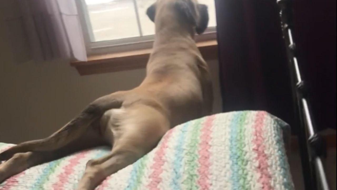 Goofy dog finds a way to watch the outside world without leaving bed