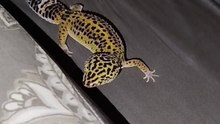 My Geco Leopardino