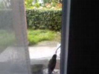 oiseau
